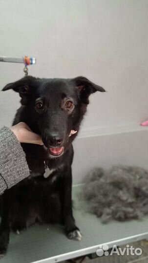 Экспресс-линька кошек и собак