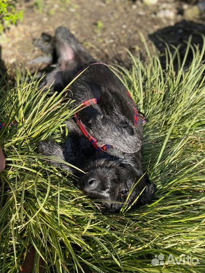 Девочка Моника метис дратхаар в добрые руки