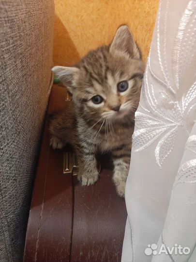 Кошка в дар бесплатно