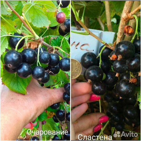 Саженцы Смородины зкс