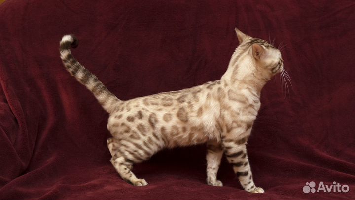 Бенгальский кот вязка