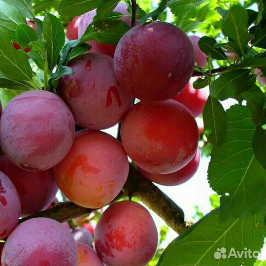 Саженцы сливы