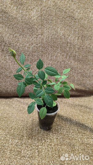 Розовая роза