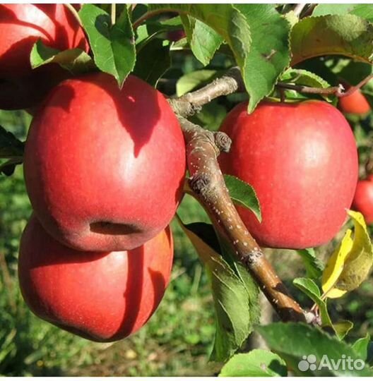 Саженцы плодовых