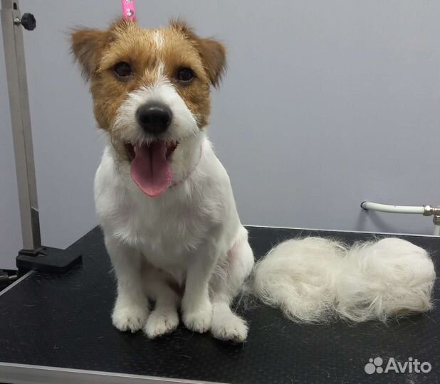 Стрижка собак и кошек. Груминг