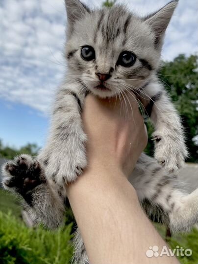 Британская