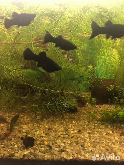 Молинезии, гуппии,растения и улитки