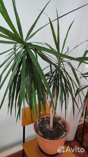 Драцена маргината