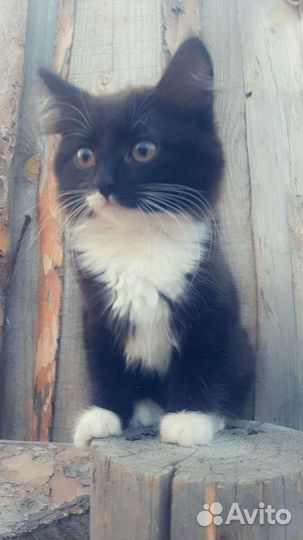 Кошечка в добрые руки