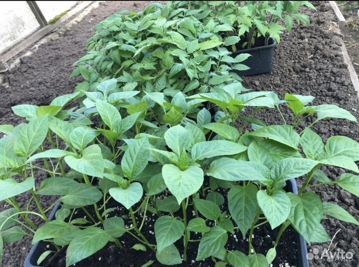 Рассада помидор и перцев