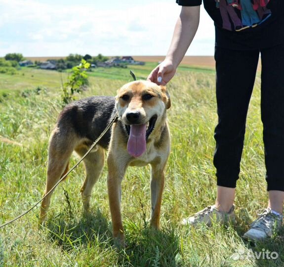 Крупный Лосяш хочет домой