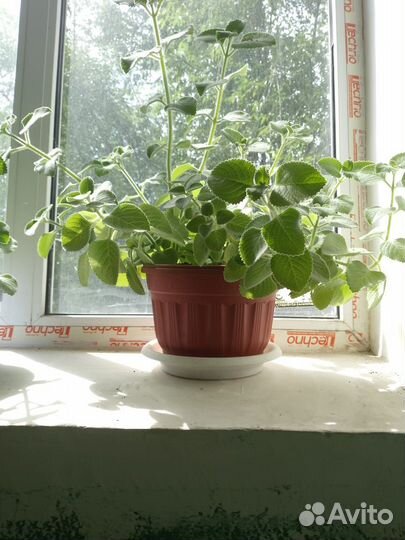 Комнатные цветы