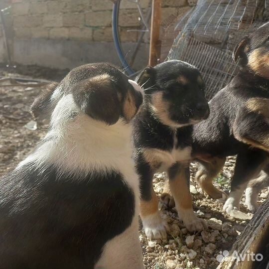 Щенки в добрые руки отдам бесплатно