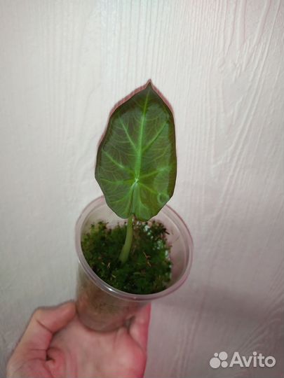 Алоказии детки и клубни