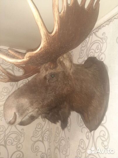 Чучело головы лося