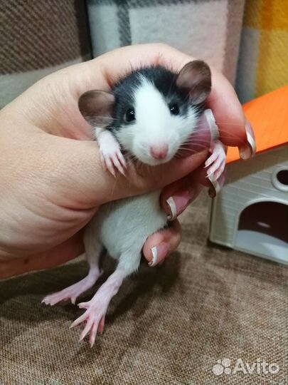 Крысята крыски Дамбо хаски