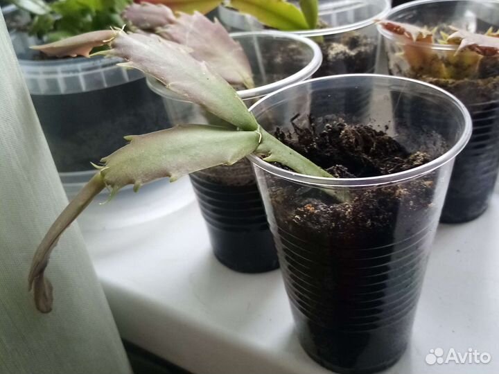 Декабрист шлюмбергера