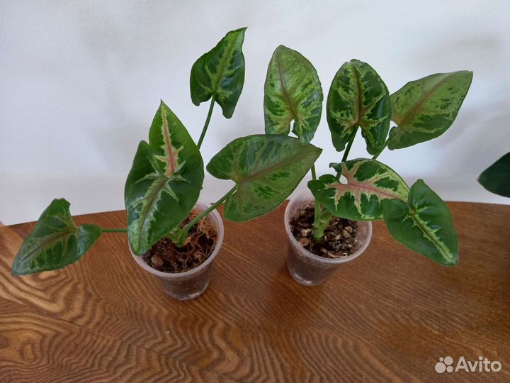 Сингониум, сорта разные