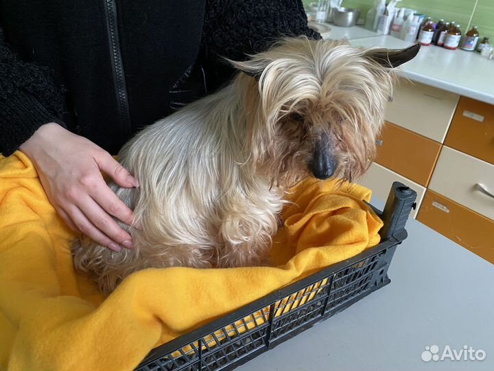 Найдена собака