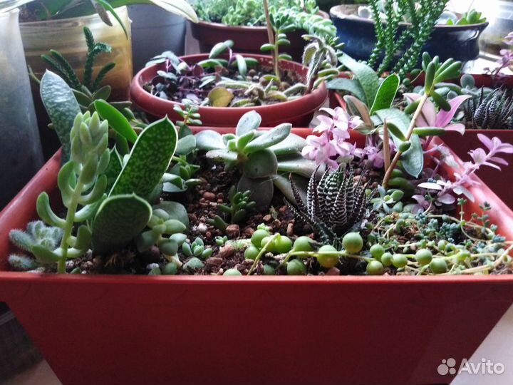 Суккуленты микс. Спатифиллум