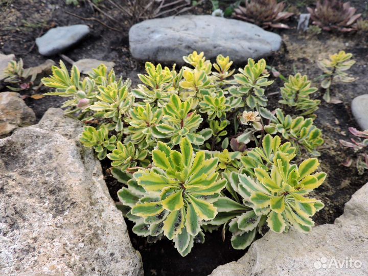 Почвопокровники