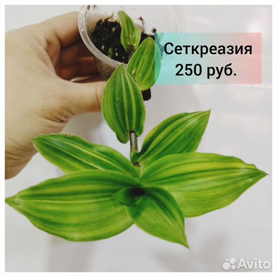 Алоказми и сциндапсусы