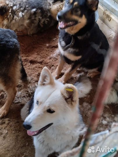 Собака в отлове