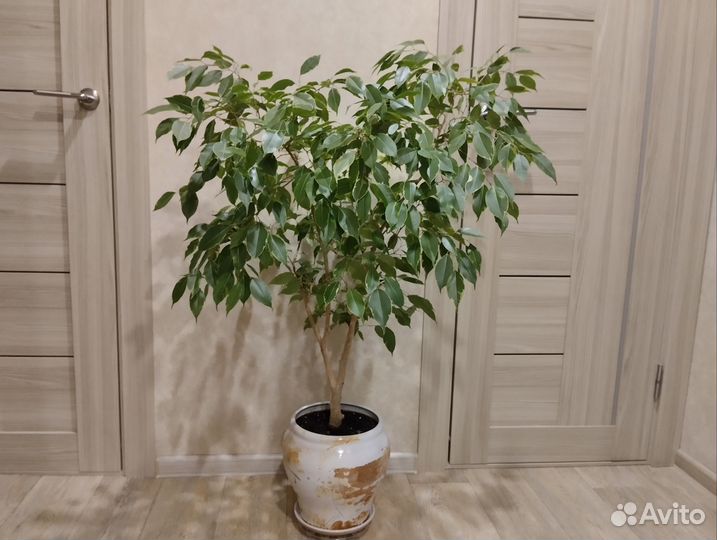 Фикус большой и другие взрослые растения