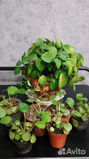 Комнатные растения