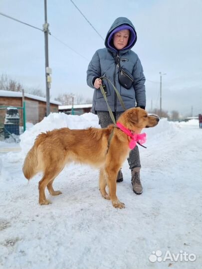 Милый пёс из приюта