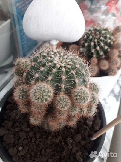 Кактусы в горшках