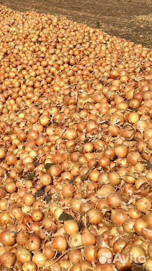 Лук репчатый Манас