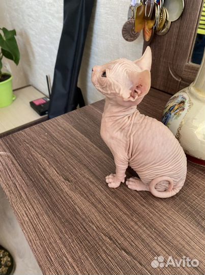 Донской сфинкс для вязки