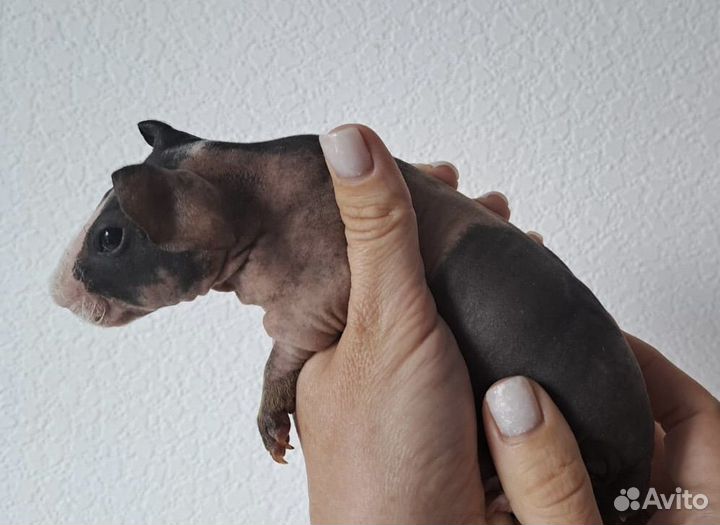 Морская свинка скинни