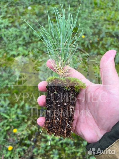 Лиственница Сибирская зкс сеянцы для лесовосстанов