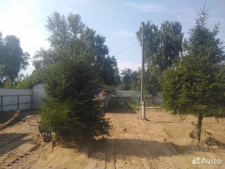 Ели крупномеры