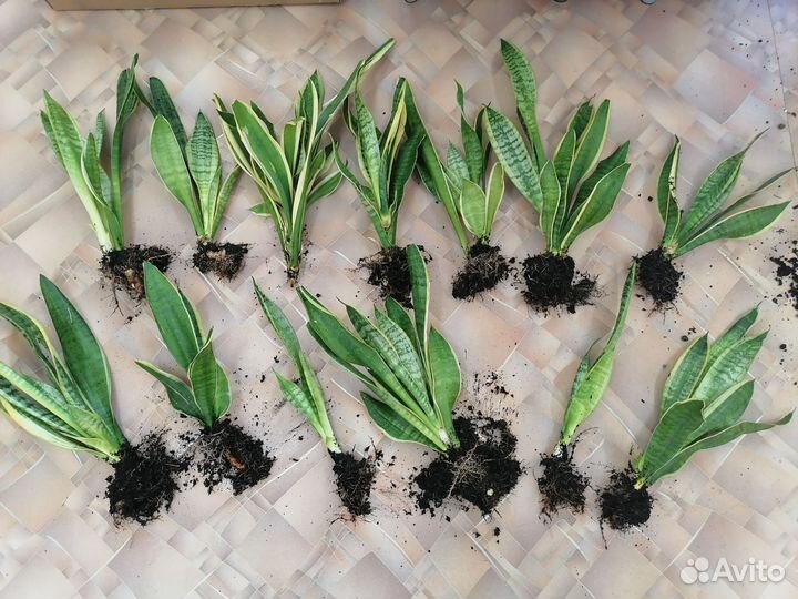 Сансевиерия Футура Суперба