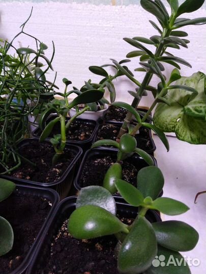 Денежное дерево толстянка