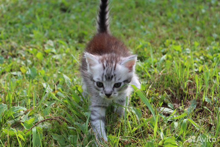 Котенок девочка в добрые руки