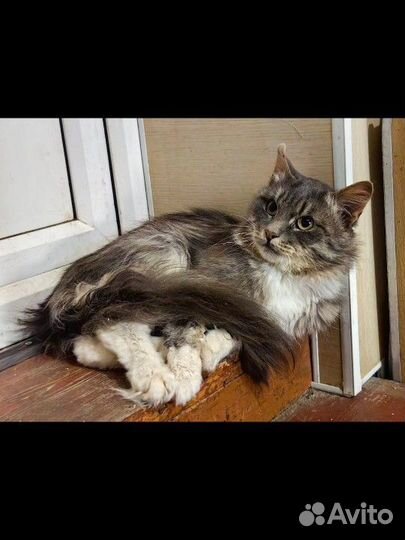 Кот в добрые руки