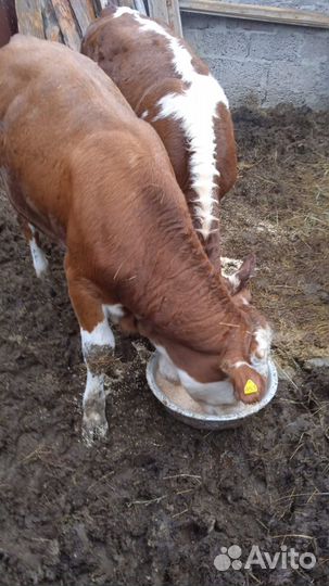 Домашние животные телята