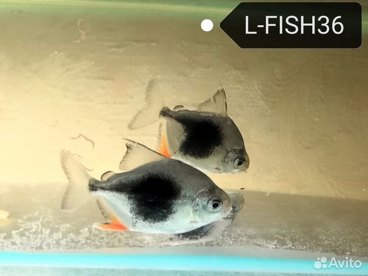 Рыбы для средних (от 100л.) и больших аквариумов