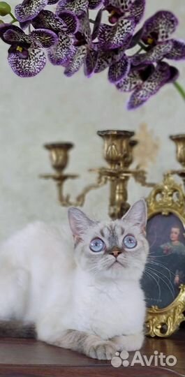 Ищем дом молодой кошке