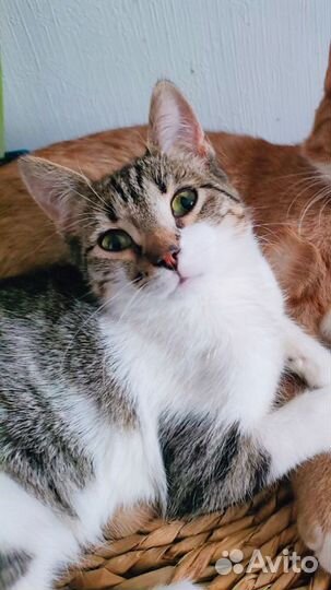 Котенок девочка закончилась Передержка