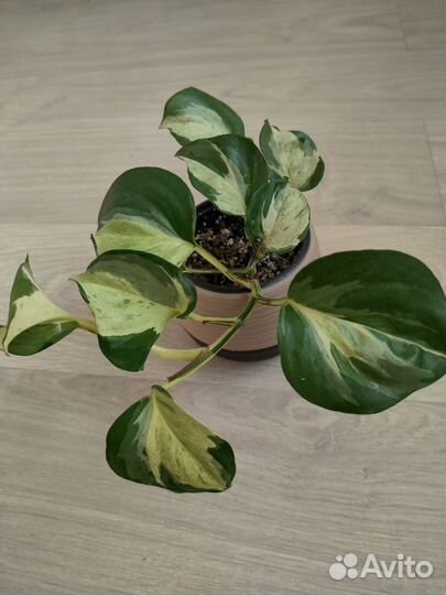 Вьющиеся растения эпипремнумы