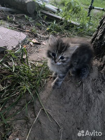 Котята в добрые руки очень умные, и преданные