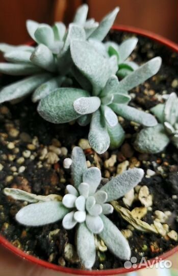 Суккуленты