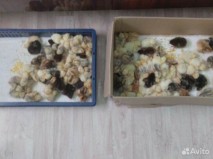 Цыплята суточные порода мастер грей