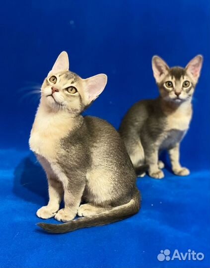 Оцикеты - дети сиамской кошки и абиссинского кота