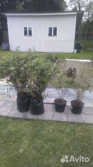 Фермерское хозяйство предлагает саженцы жимолости